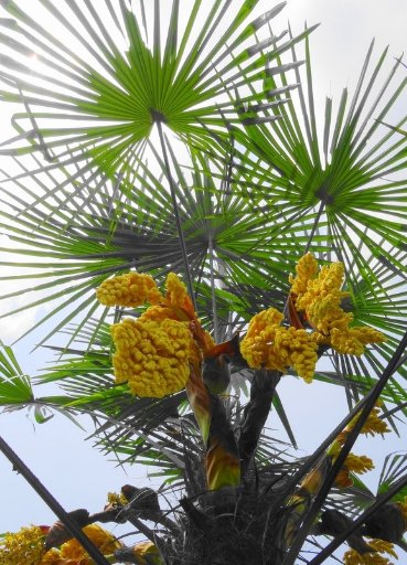 农村常见的棕树花，你认为能不能吃？