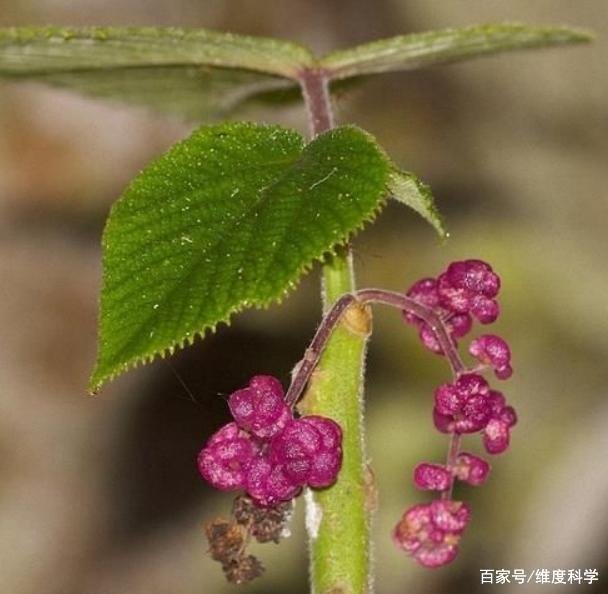 世界上最毒的树——金皮树,它是如何保护自己的?