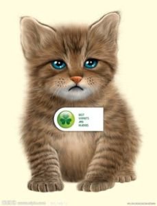 猫科动物的简介