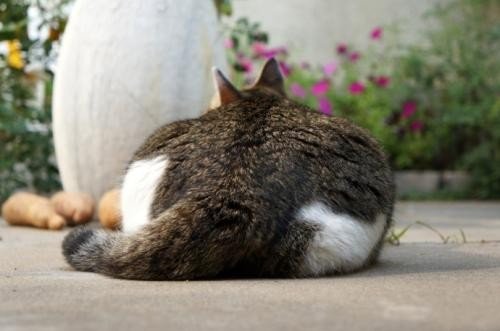 关于动物的成语