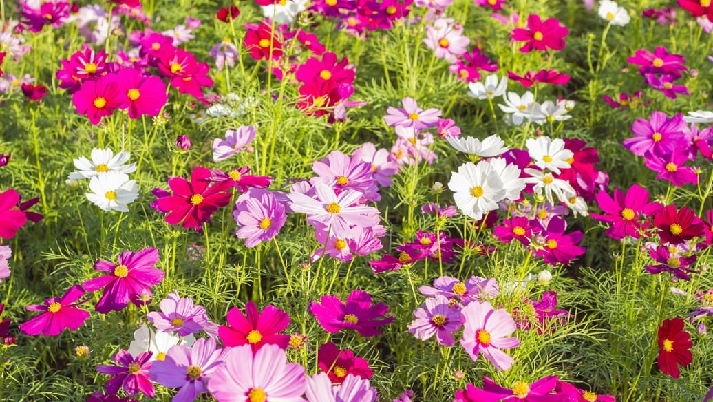 花卉种子有哪些播种步骤？