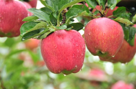 花牛苹果为什么叫花牛呢？