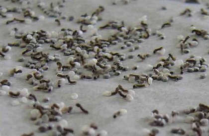 小蚕的真正模样是什么样子的图片