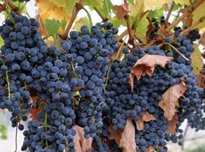 西拉 赤霞珠 佳美娜 赤霞珠佳美娜有什么分别的