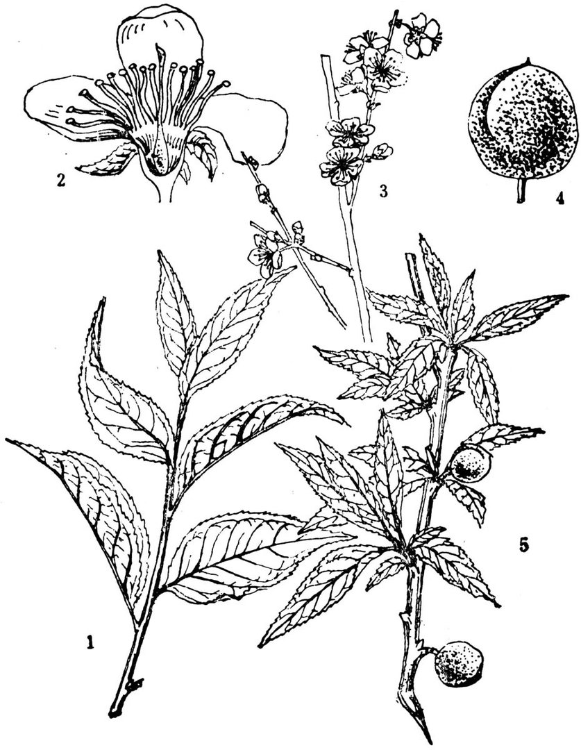 郁李有哪些特征？