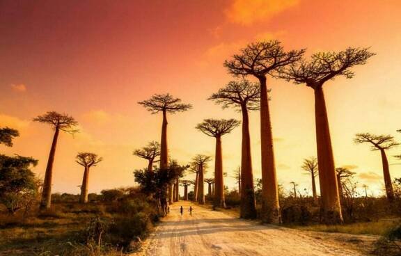 猴面包树有什么营养价值呢?