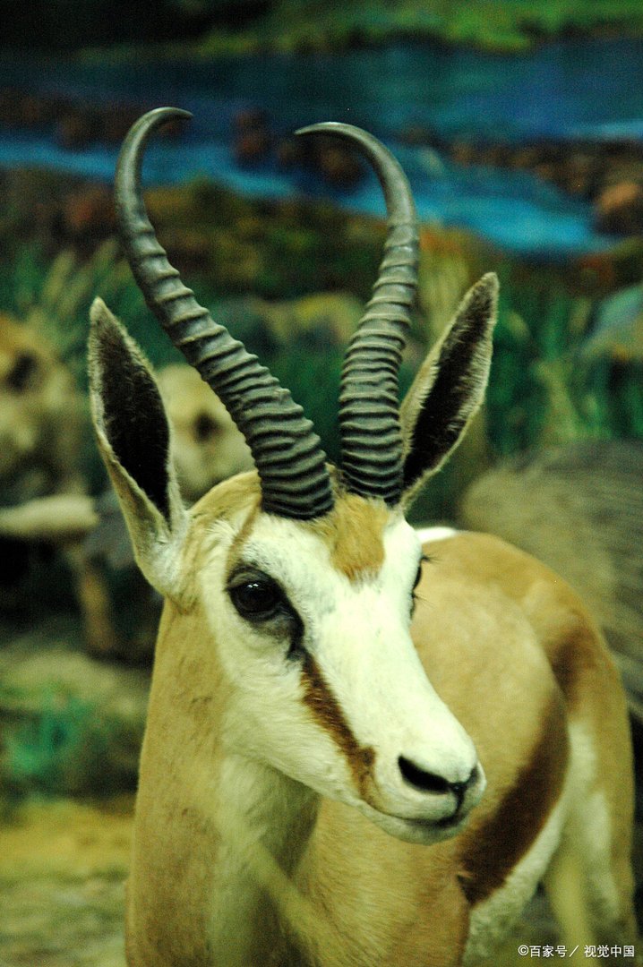 牛羚是牛还是羚？