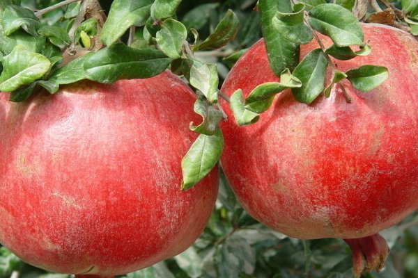 吃甜石榴有什么功效?