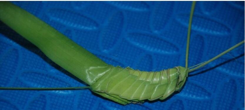 编制草蚂蚱的方法