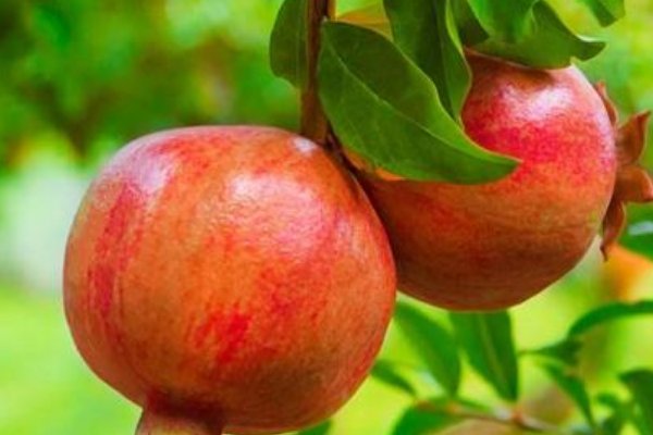 吃甜石榴有什么功效？