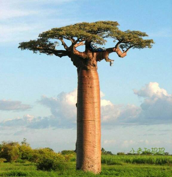 猴面包树有什么营养价值呢？