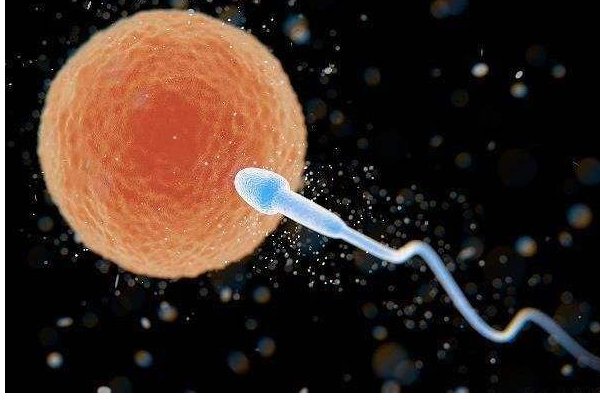 受精卵如何形成？