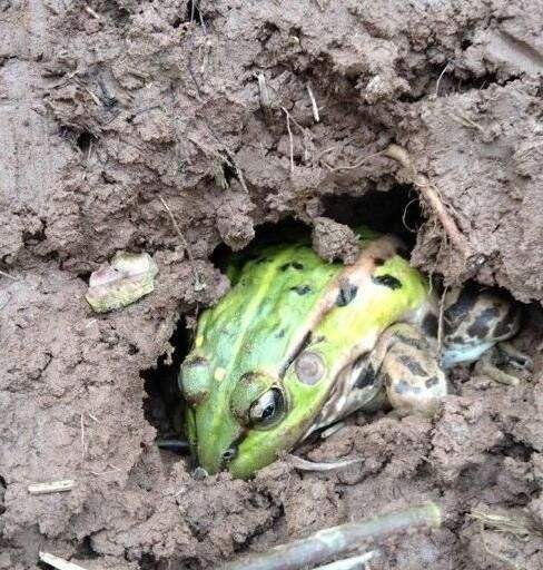 冬眠的动物有哪些？