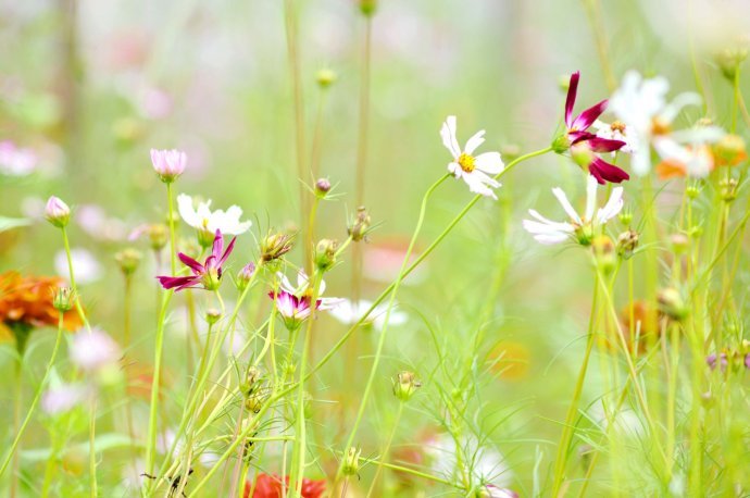 大自然在说话的介绍