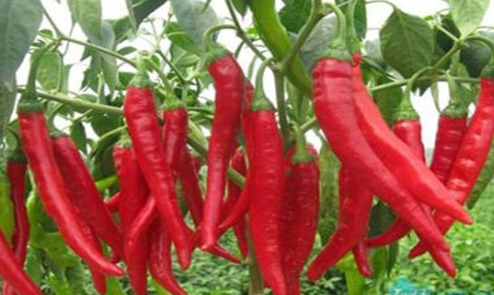 男子食用卡罗莱纳州死神辣椒打破世界纪录，这种辣椒的特点是什么？