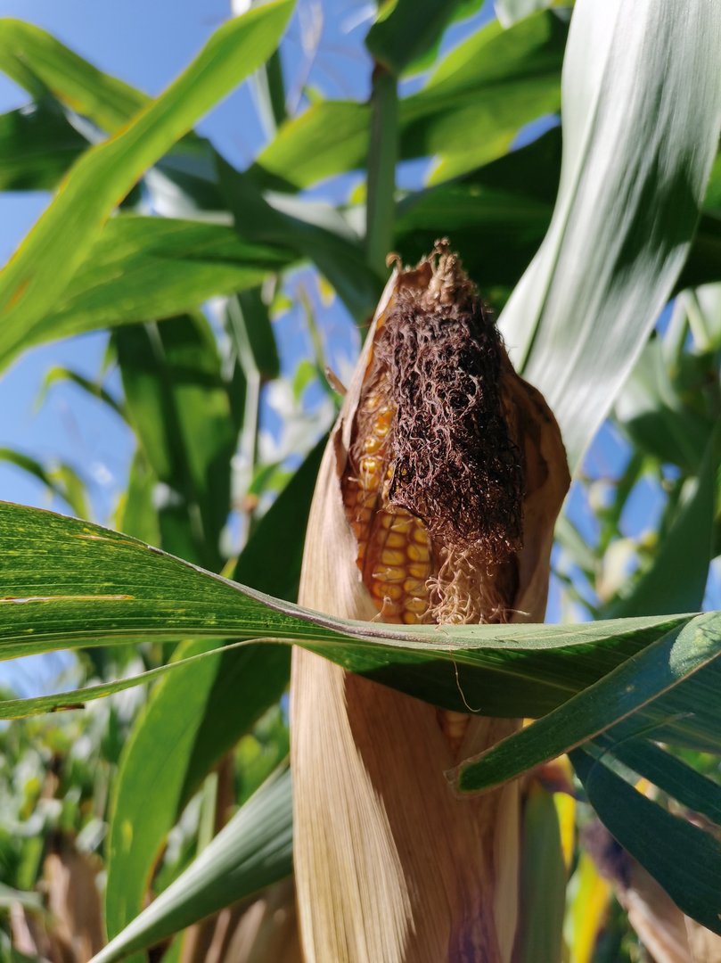 3片叶就影响玉米产量的24%，这3片叶子到底哪不一般？