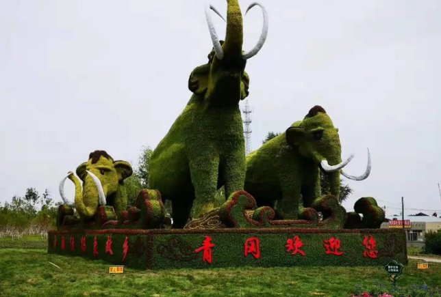 青冈属于哪的？