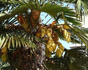 农村常见的棕树花，你认为能不能吃？