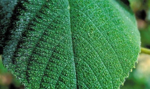 世界上最毒的树——金皮树,它是如何保护自己的?