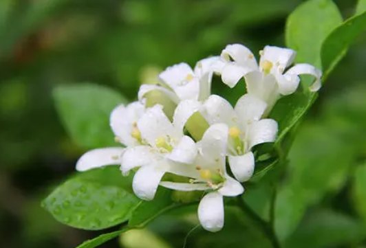 花的谜语有哪些？