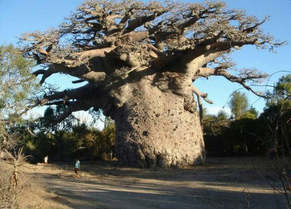 猴面包树有什么营养价值呢?