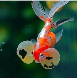 金鱼的拼音怎么写