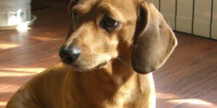 腊肠犬的优缺点