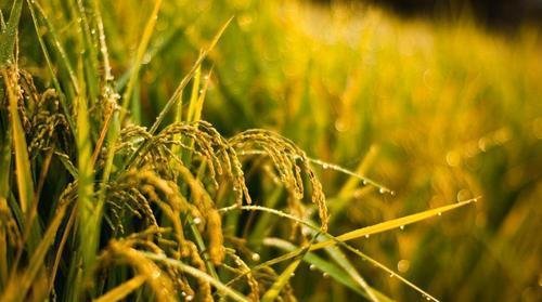 印度还需要多久就可以超越中国成为第一人口大国了？