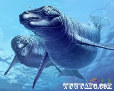 伊西斯龙王鲸的发现