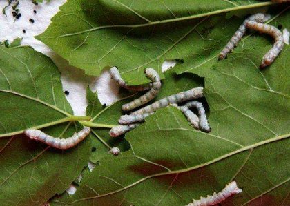 小蚕的真正模样是什么样子的图片