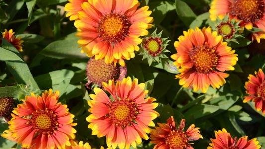 花卉种子有哪些播种步骤？