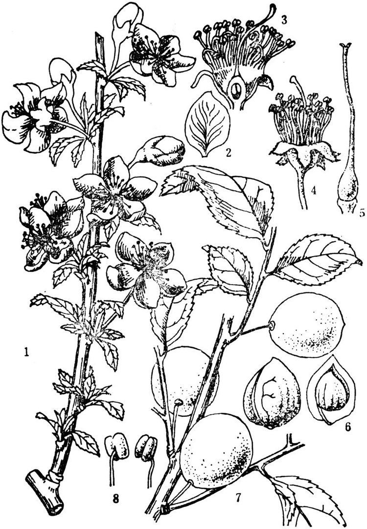 郁李有哪些特征？