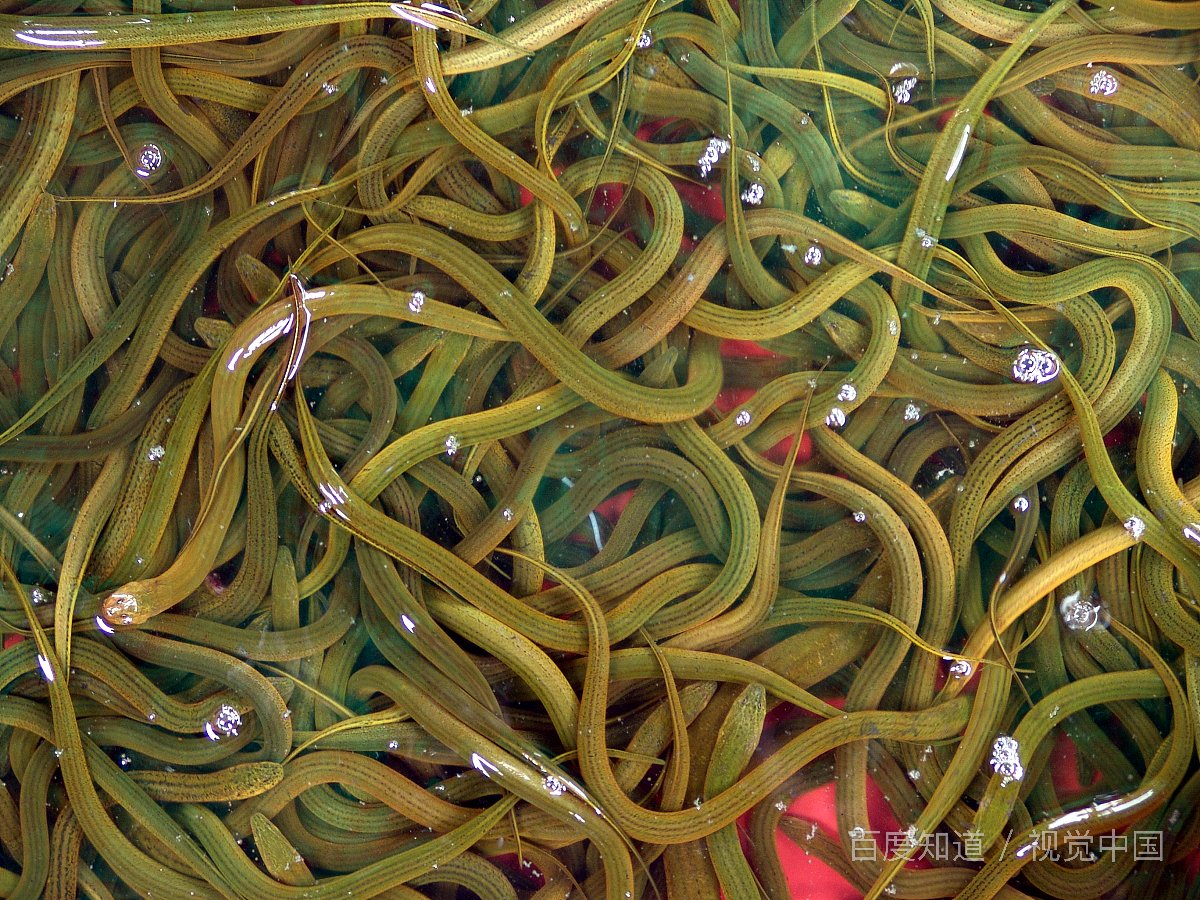 红烧黄鳝的做法窍门