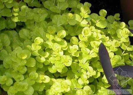 金叶过路黄的介绍