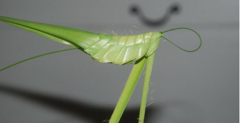 编制草蚂蚱的方法