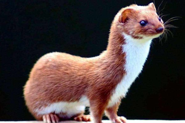 黄鼠狼为什么拜月？