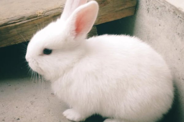 小兔子图片兔子图片