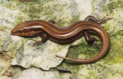 中华石龙子可以吃吗