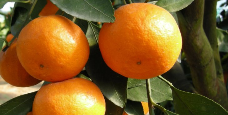 涌泉蜜桔产地在哪里?