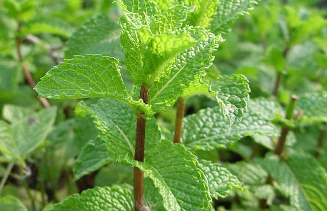 薄荷和留兰香味道上有什么区别吗?怎么这么多糖都要出两种口味