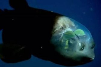 玲珑剔透是什么动物?