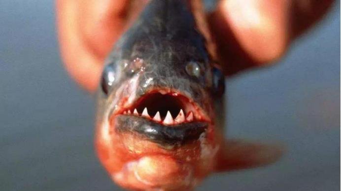 目前已知的最大食人鱼有大呢?咬合力怎样呢?