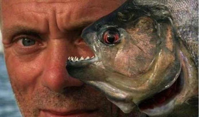 目前已知的最大食人鱼有大呢?咬合力怎样呢?