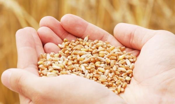 全球濒临50年来最严重的粮食危机，这是什么原因造成的？