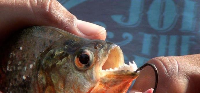 目前已知的最大食人鱼有大呢?咬合力怎样呢?