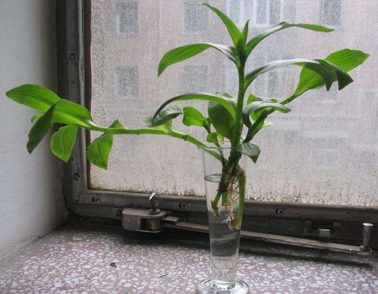 这是什么植物?吊盆植物, 有些像吊竹梅和石斛。