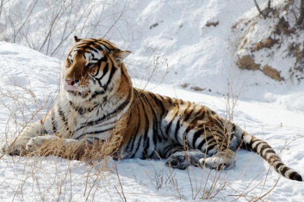 被进村东北虎扑倒女子手术结束，此女子是如何虎口逃生的？