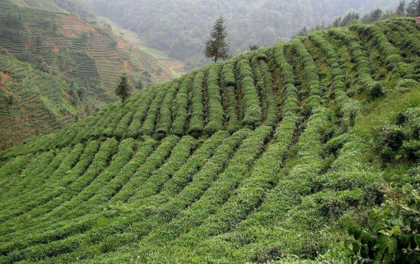 如何解读“扬子江中水，蒙山顶上茶”句？