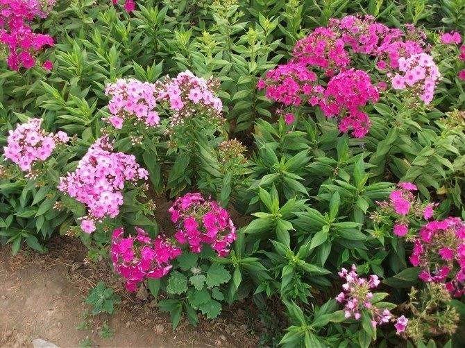 北京适合种植什么花？