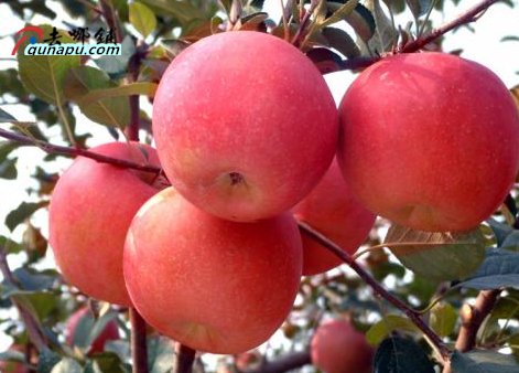 2020年新品种水果苗有哪些?